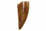 Serrated, Raptor Tooth - Real Dinosaur Tooth #101803-1